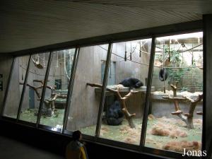 Enclos intérieur des gorilles