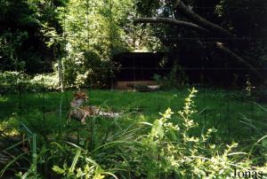 Enclos des guépards