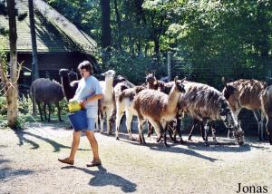 Lamas et leur soigneur animalier
