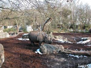 Enclos principal des rhinocéros unicornes de l'Inde
