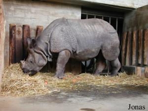 Jaffna, rhinocéros unicorne de l'Inde