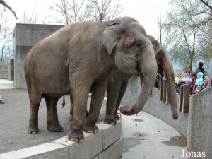 Miniak et Sumatra lors du nourrissage des éléphants