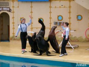 Spectacle d'otaries