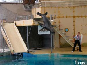 Spectacle d'otaries