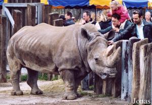 Rhinocéros blanc et visiteurs