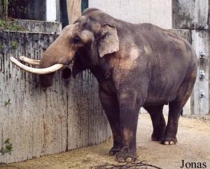 Maxi, éléphant asiatique mâle