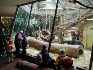 Installation intérieure des gorilles