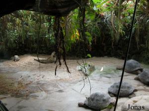 Pavillon des tortues géantes des Galapagos