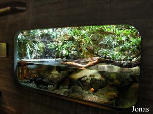 Aquarium des pseudemydes de Colombie