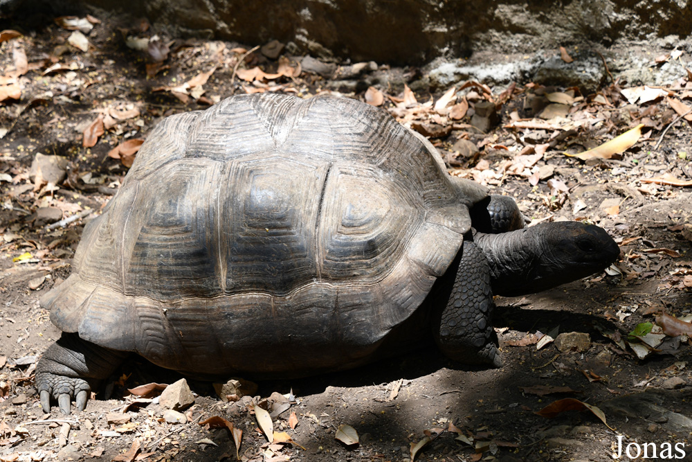 Geochelone gigantea / Biby Havantsika / Visualiser dans la Galerie animalière